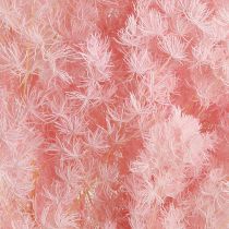 Artículo Espárragos Pluma Decoración Seca Espárragos Rosa 55-70cm 100g