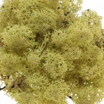 Artículo Musgo de kiwi verde musgo decorativo para manualidades, seco, teñido 500g