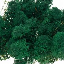 Musgo decorativo verde musgo de Islandia conserva musgo para manualidades 400g