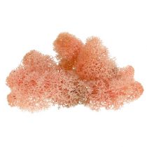 Deco musgo musgo de reno rosa 400g