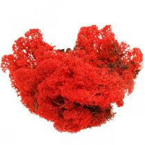 Artículo Deco musgo musgo de reno rojo para manualidades 400g