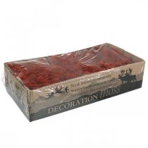 Artículo Musgo Decorativo Rojo Siena Musgo Natural para Manualidades Seco, Teñido 500g
