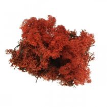 Artículo Musgo decorativo rojo Siena musgo natural para manualidades, seco, coloreado 500g