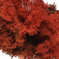 Artículo Musgo decorativo rojo Siena musgo natural para manualidades, seco, coloreado 500g