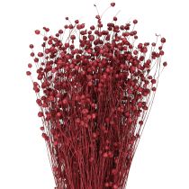 Artículo Lino Flores secas Decoración ramos Rojo burdeos 55cm 80g