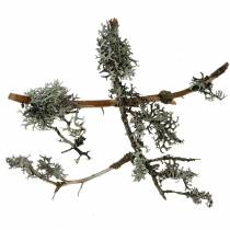 Artículo Liquen musgo gris musgo con ramas 750g