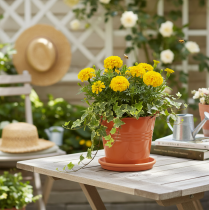 Artículo Cubo/maceta decorativa de metal, color marrón anaranjado, Ø16cm, H14.5cm, 1.6L