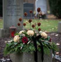 Artículo Flores secas de Glabrum Leucospermum 25-40cm 25 uds