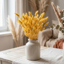 Artículo Lagurus Amarillo, Hierba Terciopelo, Hierba Cola de Conejo L20-50cm 25g
