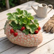 Artículo Fresa decorativa, macetero, decoración de hormigón para plantar L17cm