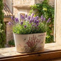 Artículo Cuenco para flores macetero ovalado de lavanda plástico 21,5×12,5cm Alt.11cm