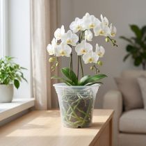 Artículo Maceta de plástico “Irys” transparente Ø17cm 1ud