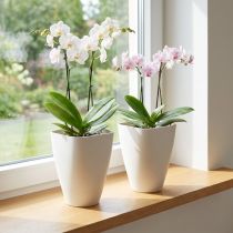 Artículo Maceta de plástico para orquídeas, color blanco, 16,5 cm de alto, 2 unidades