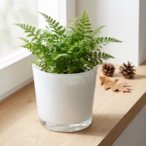 Artículo Jardinera de cristal blanco Ø11.5cm H11cm