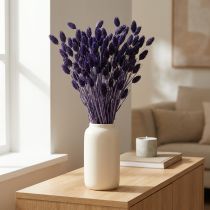 Artículo Hierba decorativa seca violeta Phalaris 50-55 cm 100 g