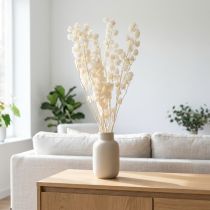 Artículo Physalis seca, flor de farolillo chino blanqueada, nicandra decorativa, 75-80 cm, 100 g