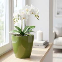 Artículo Macetero orquídea brillante Ø12,5cm verde oliva 1ud