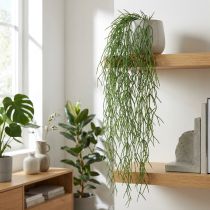 Artículo Zarcillos decorativos, cactus de coral, percha artificial Rhipsalis Verde L120cm