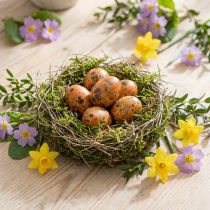 Artículo Huevos de codorniz decoracion huevos soplados naranja albaricoque 3cm 50uds