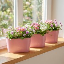 Artículo Cuenco para plantas ovalado rosa cuenco decorativo plástico 20×10×11cm 3ud