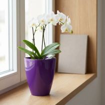 Artículo Maceta para orquídeas, brillante, Ø12,5 cm, violeta