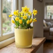 Artículo Macetero de cristal amarillo bañera decorativa de cristal Ø11,5cm H11cm