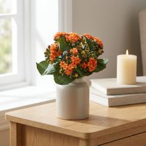 Artículo Flaming Käthchen Kalanchoe naranja artificial 24cm