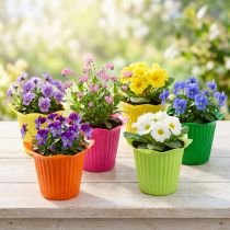 Artículo Maceta plastico flor Ø6,5cm 25uds