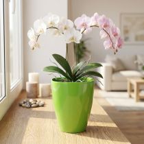 Artículo Macetero orquídea brillante Ø12,5cm lima 1ud