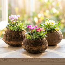 Artículo Maceta Paradise Nut Natural Sapucaia Ø14cm H10cm 3 piezas