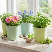Artículo Maceta de papel, macetero, macetero azul/verde Ø11cm H10cm 4pcs