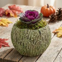 Artículo Jardinera hormigón aspecto envejecido verde, jardinera marrón Ø13cm