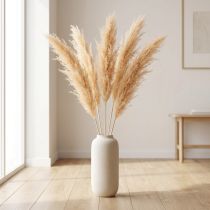 Artículo Espárragos hierbas secas espárragos ornamentales albaricoque 90cm 5 uds