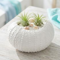Artículo Cuenco decorativo de cerámica ovalado marítimo en blanco 19x15x8,5cm
