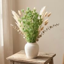 Artículo Flores secas de comino negro nigella verde 50cm 100g
