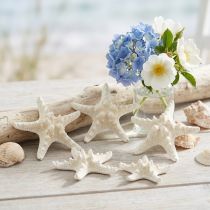 Artículo Decoración de estrellas de mar blancas, estrellas de mar secas para manualidades de 7-11 cm, 15 unidades