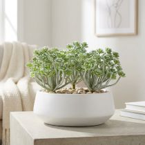 Artículo Suculenta Echeveria 17cm Gris 3uds