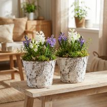 Artículo Macetero decorativo macetero de abedul blanqueado Ø18cm H15cm 2ud