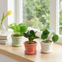 Artículo Plantas verdes artificiales mini plantas en maceta 15cm 3uds
