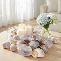 Artículo Conchas de caracol naturales 1 kg