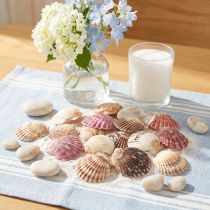 Artículo Conchas de berberecho vacías con decoración natural de concha, 3-5 cm, 300 g