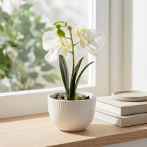 Artículo Mini orquídeas artificiales blancas en maceta 15cm