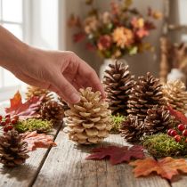 Artículo Piñas Pinus Pinea crema mixta 5-18cm 25uds