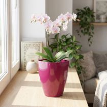 Artículo Macetero orquídea brillante Ø12,5cm cerezo 1ud