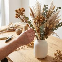 Artículo Salignum rama flores leucadendron ligeras en la rama 25 piezas