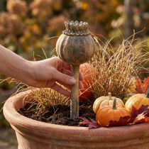 Artículo Adorno de piedra artificial amapola decoración antigua marrón Ø13cm L37.5cm