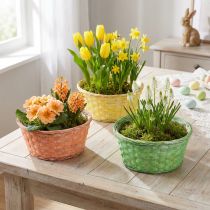 Artículo Cesta para plantas redonda Ø25cm naranja, amarillo, verde 6 piezas