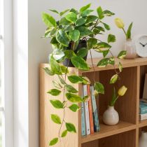 Artículo Philodendron Scindapsus con maceta, fácil de cuidar, ideal para la oficina y el hogar 32 cm