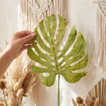 Artículo Hojas decorativas de Monstera para decoración boho y jungla urbana
