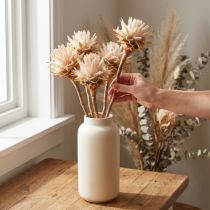Artículo Leucospermum Plumosum Árbol de Plata Flores Luz 25uds